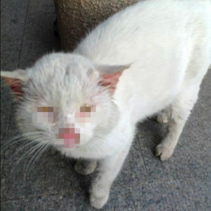 猫咪补钙(猫咪补钙最简单的方法)-硒宝网