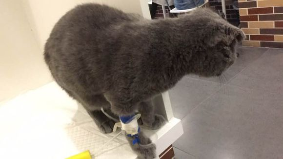 猫咪补钙(猫咪补钙最简单的方法)-硒宝网