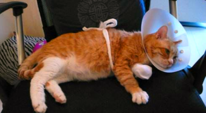 猫咪补钙(猫咪补钙最简单的方法)-硒宝网