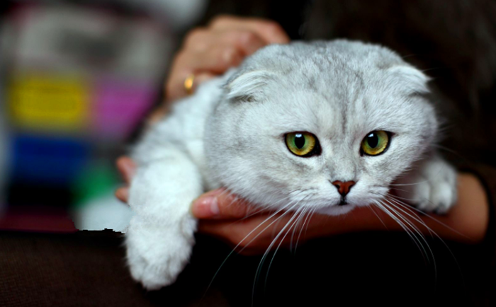 猫咪补钙(猫咪补钙最简单的方法)-硒宝网