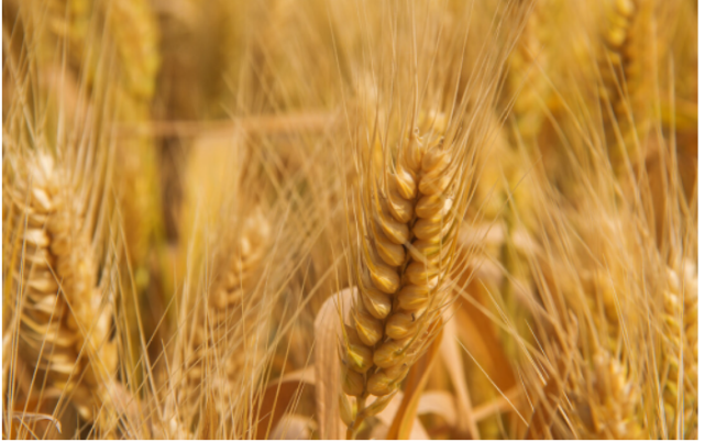 hpv阳性要补硒吗(hpv阳性补充硒会有效果吗)-硒宝网