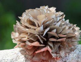 肝硬化腹水怎么补硒（肝硬化补腹水硒的作用）-硒宝网