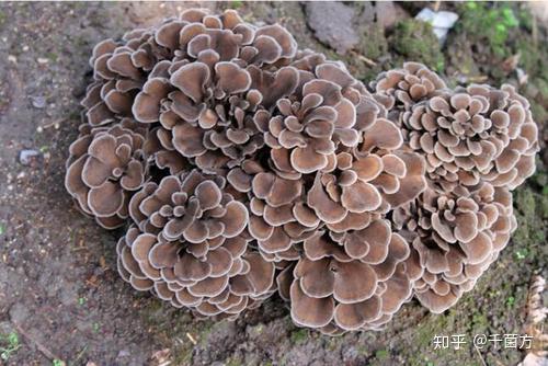 肝硬化腹水怎么补硒（肝硬化补腹水硒的作用）-硒宝网