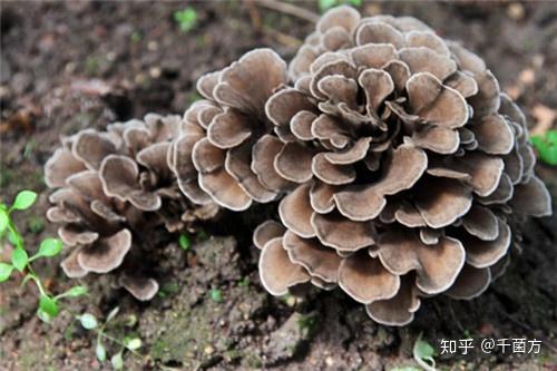 肝硬化腹水怎么补硒（肝硬化补腹水硒的作用）-硒宝网