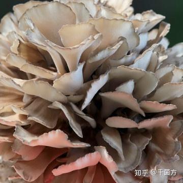 肝硬化腹水怎么补硒（肝硬化补腹水硒的作用）-硒宝网