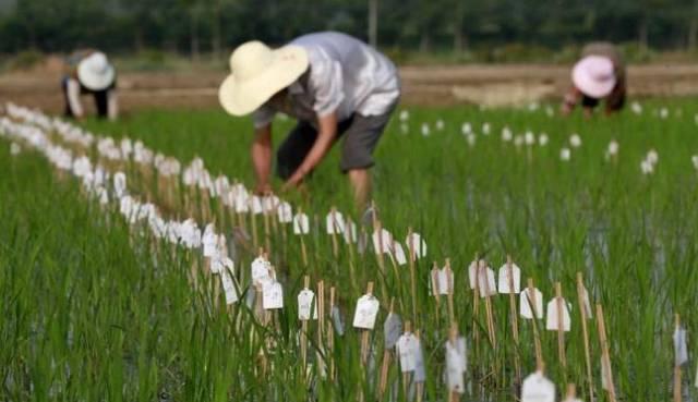 补硒养生有哪些好处（补硒的好处）-硒宝网