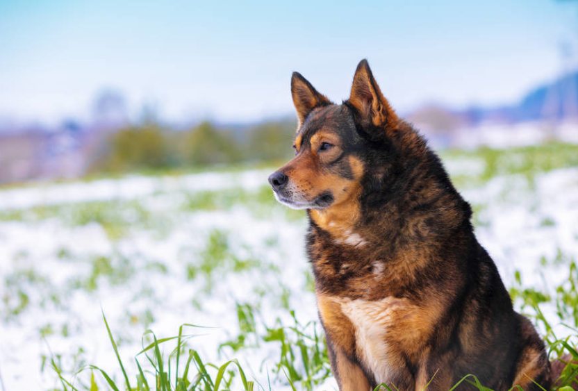 补钙针(女性补钙补钙)-硒宝网
