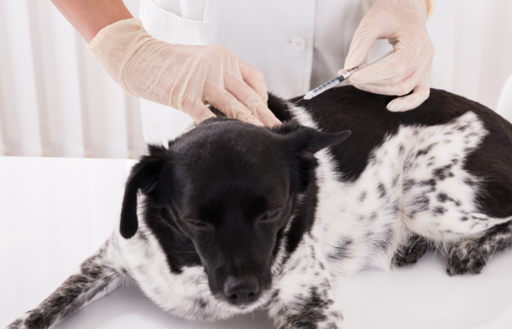 补钙针(女性补钙补钙)-硒宝网