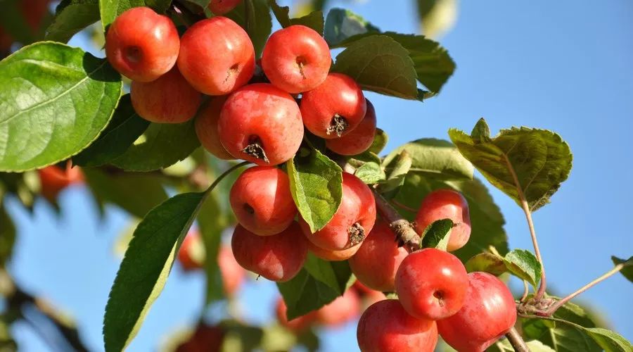 补硒会使血脂升高吗(升高补血脂使硒会升高吗)-硒宝网