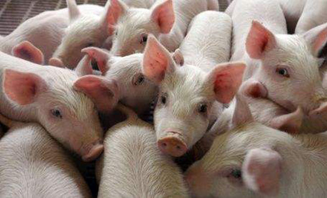 仔猪补硒打多少毫升（仔猪补硒中毒怎样治疗）-硒宝网