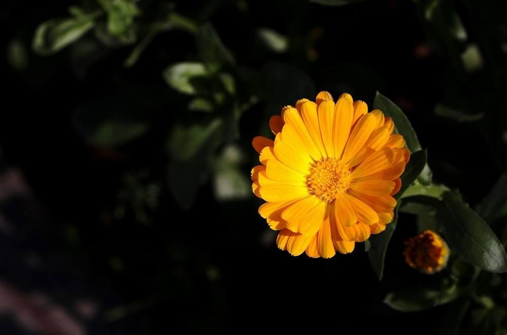 玫瑰痤疮可以补硒吗(玫瑰痤疮能吃维生素e吗)-硒宝网