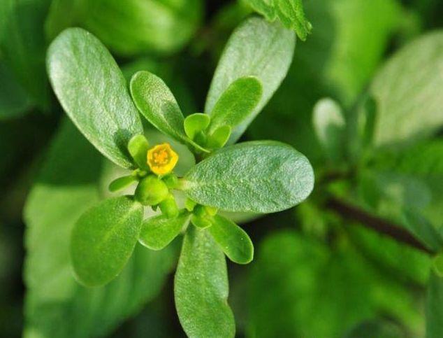 玫瑰痤疮可以补硒吗(玫瑰痤疮能吃维生素e吗)-硒宝网