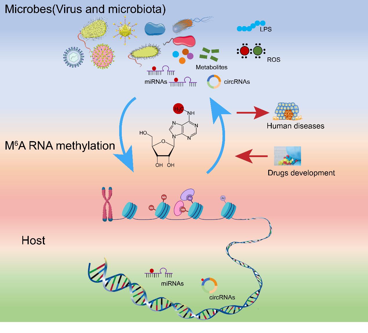 补铁会促进睡眠吗(补铁睡眠会改善吗)-硒宝网