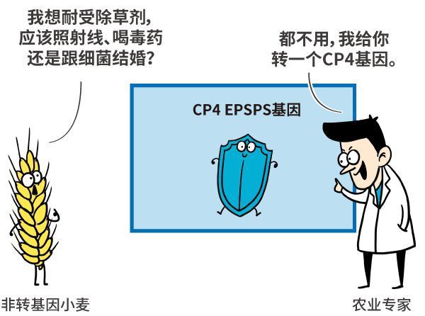 补硒对肠胃好吗女性（补硒对胃有什么好处）-硒宝网