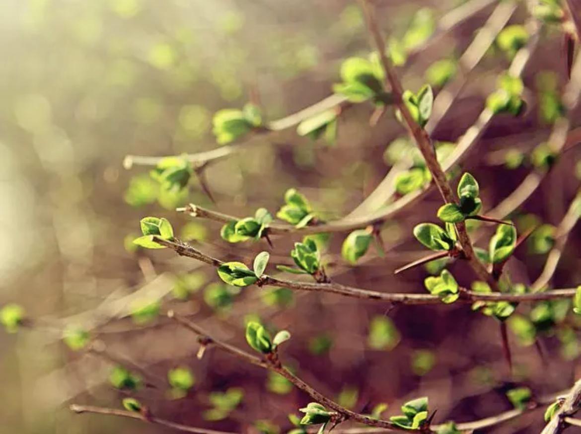 补铁有什么作用(补铁的10大好处)-硒宝网