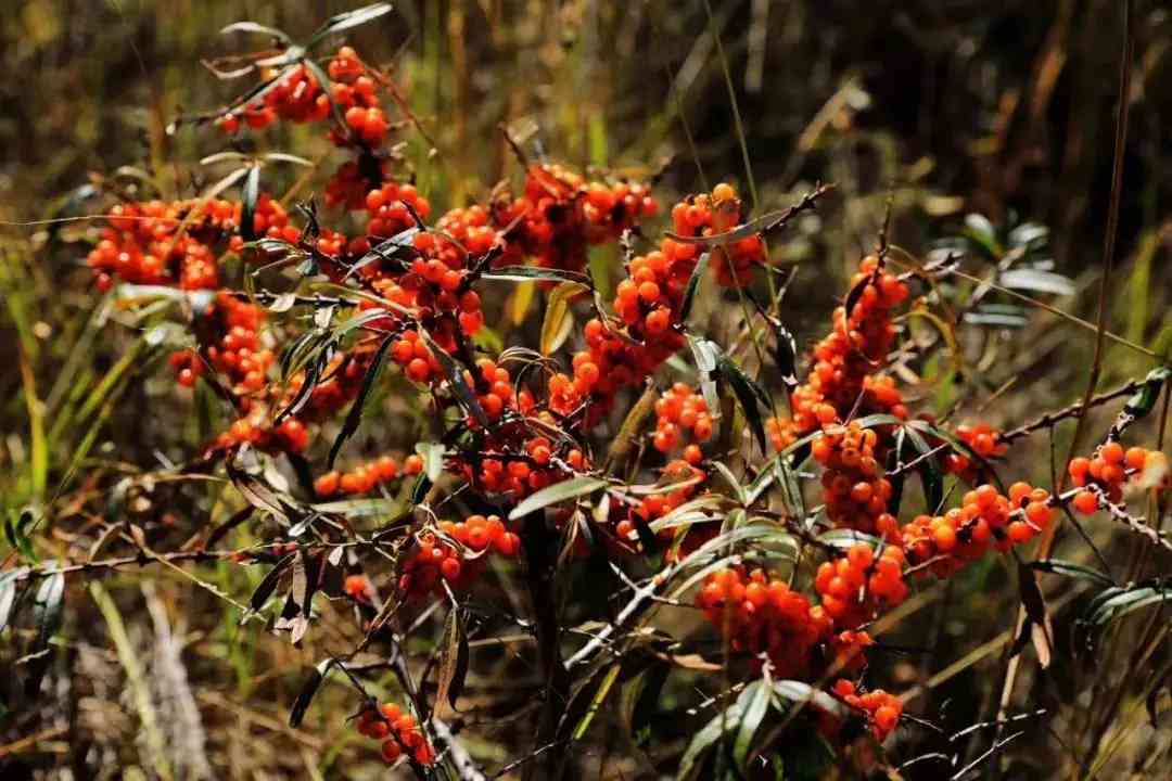 为什么补硒首选沙棘（沙棘含硒元素吗）-硒宝网