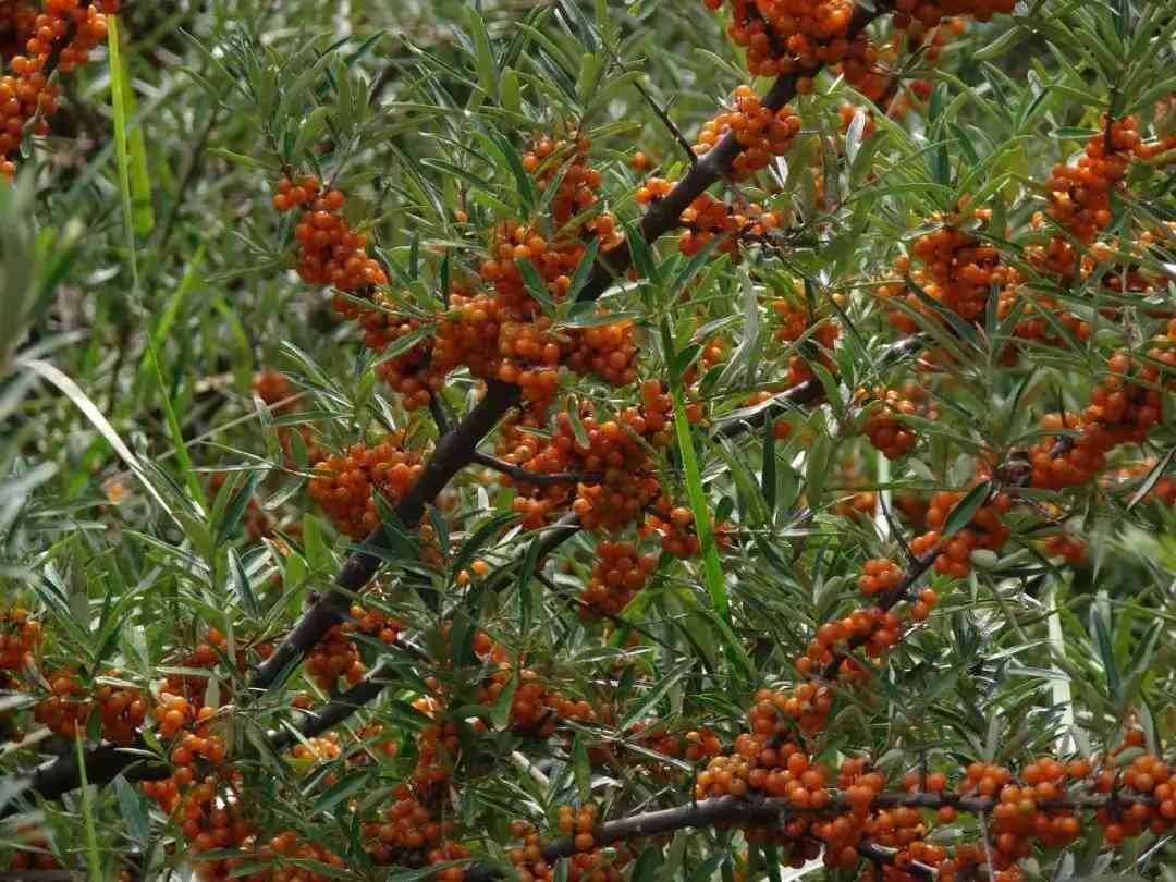 为什么补硒首选沙棘（沙棘含硒元素吗）-硒宝网