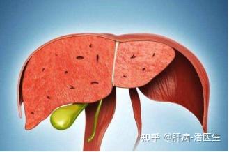 乙肝肝硬化患者补硒(肝硬化能补硒吗)-硒宝网