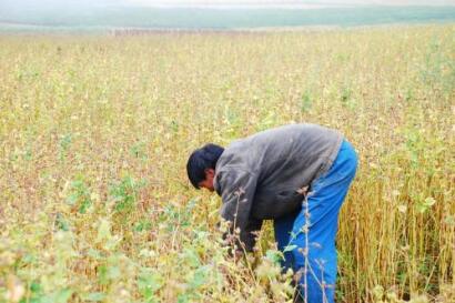 补硒影响血糖升高吗（硒与高血糖）-硒宝网