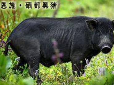 一百多斤猪补多少硒(猪补硒中毒怎么办)-硒宝网