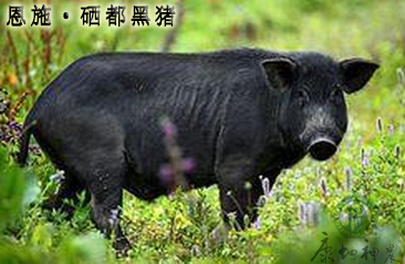 一百多斤猪补多少硒(猪补硒中毒怎么办)-硒宝网