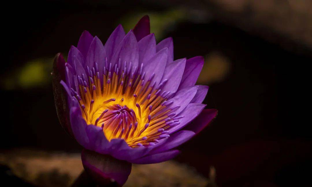 老年人补钙吃什么(补钙老年吃人参可以吗)-硒宝网