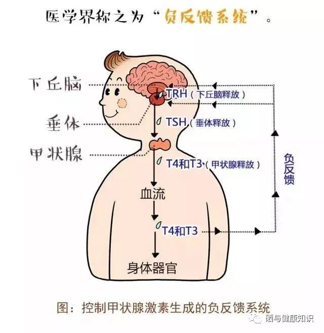 甲亢要补多少硒元素（补硒甲亢）-硒宝网