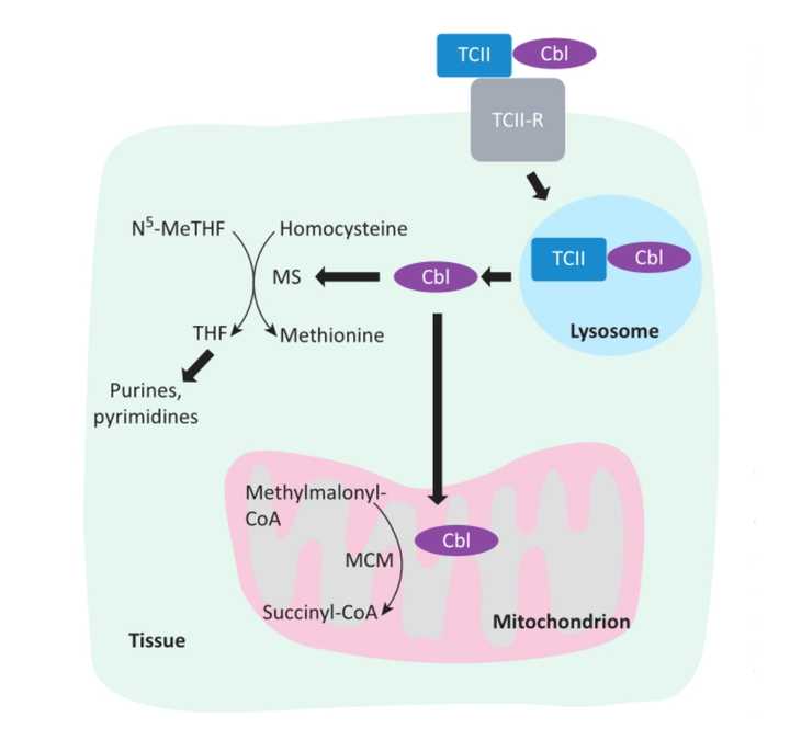 怀孕妈妈可以补硒嘛(怀孕能补硒)-硒宝网