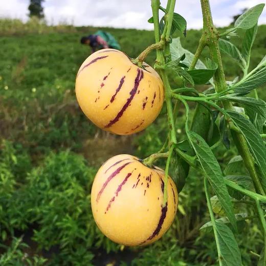 花生和坚果补硒补脑(花生和坚果的营养成分)-硒宝网
