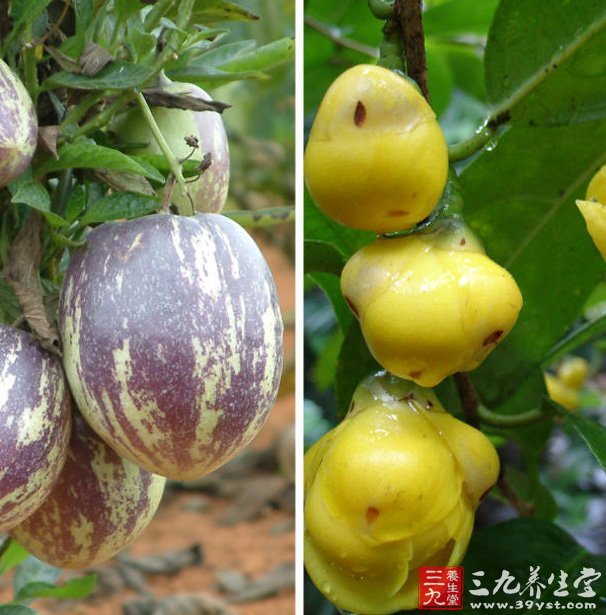 花生和坚果补硒补脑(花生和坚果的营养成分)-硒宝网