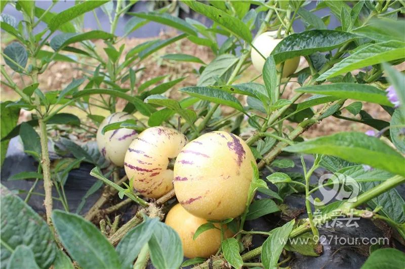 花生和坚果补硒补脑(花生和坚果的营养成分)-硒宝网