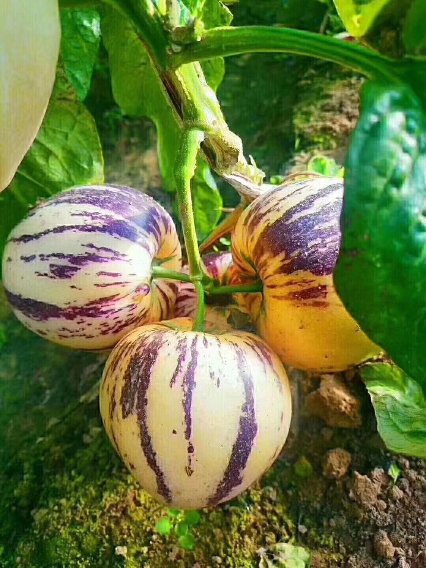 花生和坚果补硒补脑(花生和坚果的营养成分)-硒宝网