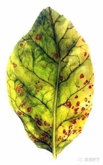 缺微量元素的小孩有哪些症状（缺微量元素的小孩要吃哪些食物）-硒宝网