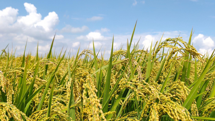 食物补硒能降低抗体（补抗体的食物）-硒宝网
