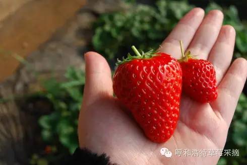 日本补硒酵母片推荐(酵母硒片多少钱一盒)-硒宝网