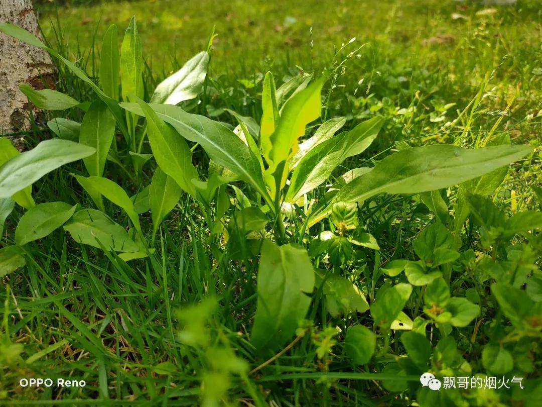 儿童缺钙锌硒怎么补(锌补儿童缺钙硒多久)-硒宝网