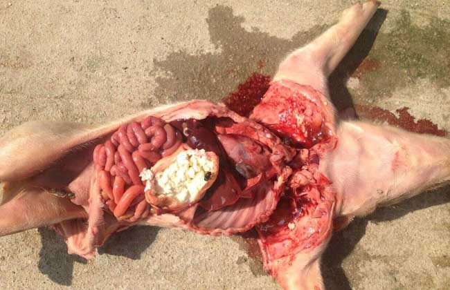 母猪可以长期补硒吗（怀孕母猪可以补硒吗）-硒宝网