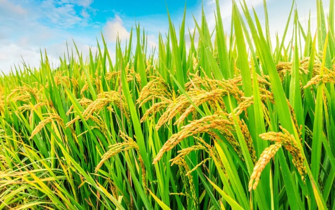 怎样补硒才是合理的(硒的补充)-硒宝网