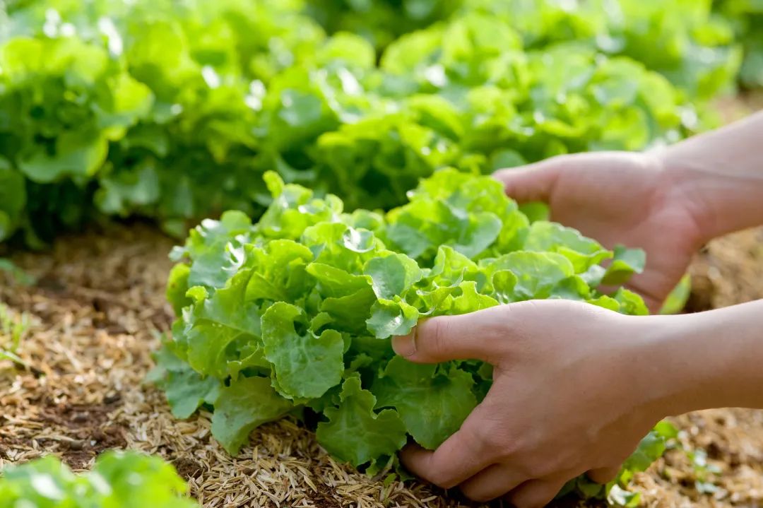 怎样补硒才是合理的(硒的补充)-硒宝网