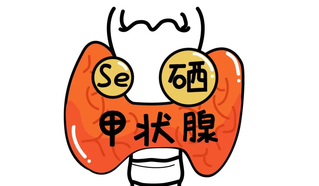 甲状腺的人能补硒吗(甲状腺疾病可以补硒吗)-硒宝网