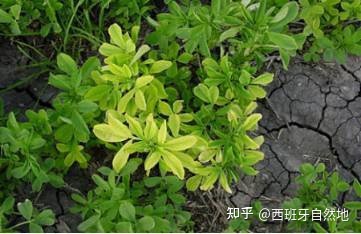 化学微量元素表(化学微量元素表图片)-硒宝网