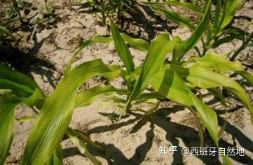 化学微量元素表(化学微量元素表图片)-硒宝网