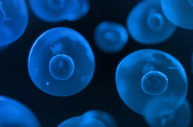 癌症化疗补什么硒好(化疗时补硒可以减轻副作用吗)-硒宝网