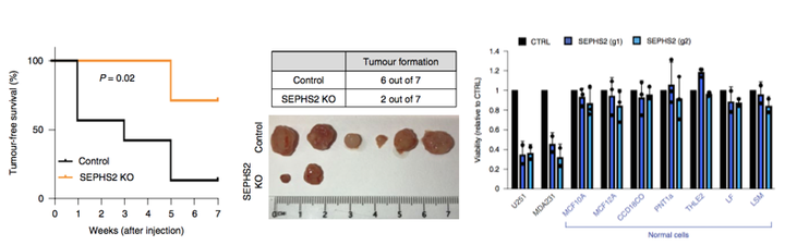 癌症患者需要补硒吗(癌症病人需要补硒吗)-硒宝网