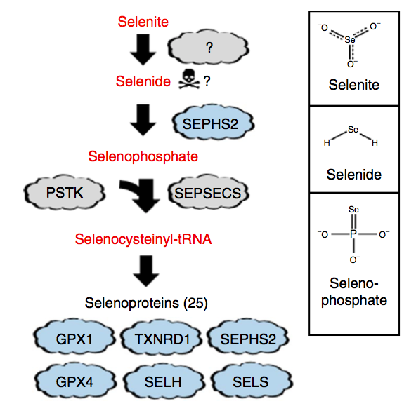 癌症患者需要补硒吗(癌症病人需要补硒吗)-硒宝网