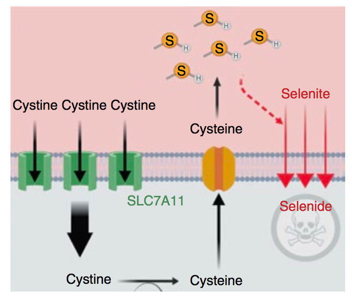 癌症患者需要补硒吗(癌症病人需要补硒吗)-硒宝网