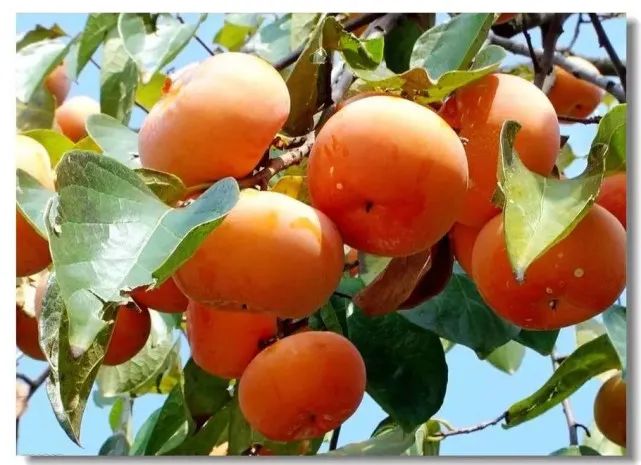 孕妇补铁必吃7大水果(孕妇水果吃补铁大便黑色)-硒宝网