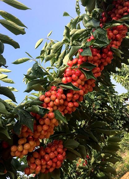 樱桃补铁吗（樱桃补铁元素吗）-硒宝网