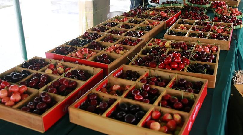 樱桃补铁吗（樱桃补铁元素吗）-硒宝网