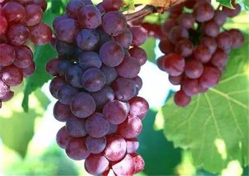 孕妇补铁必吃7大水果(补铁的水果孕妇吃)-硒宝网